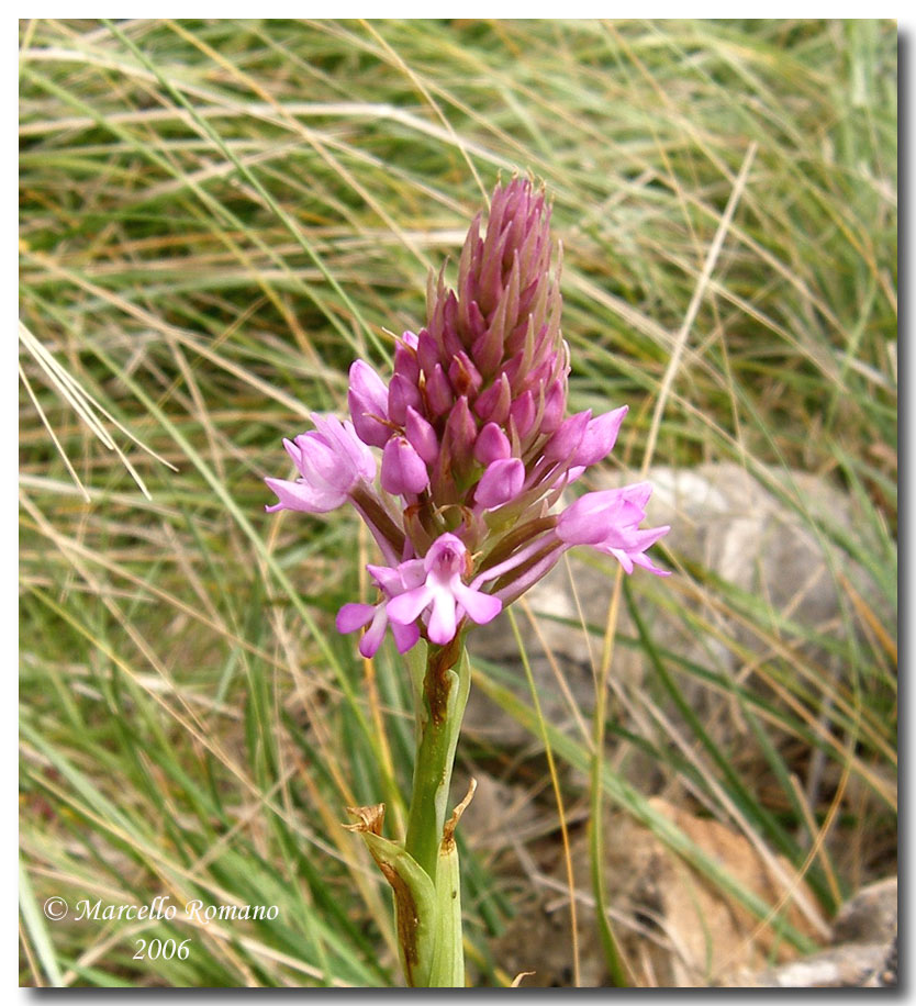 Anacamptis pyramidalis  fotografata allo Zingaro (TP)